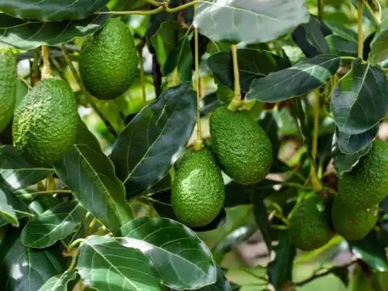Jardín de Terreno en venta en Estepona