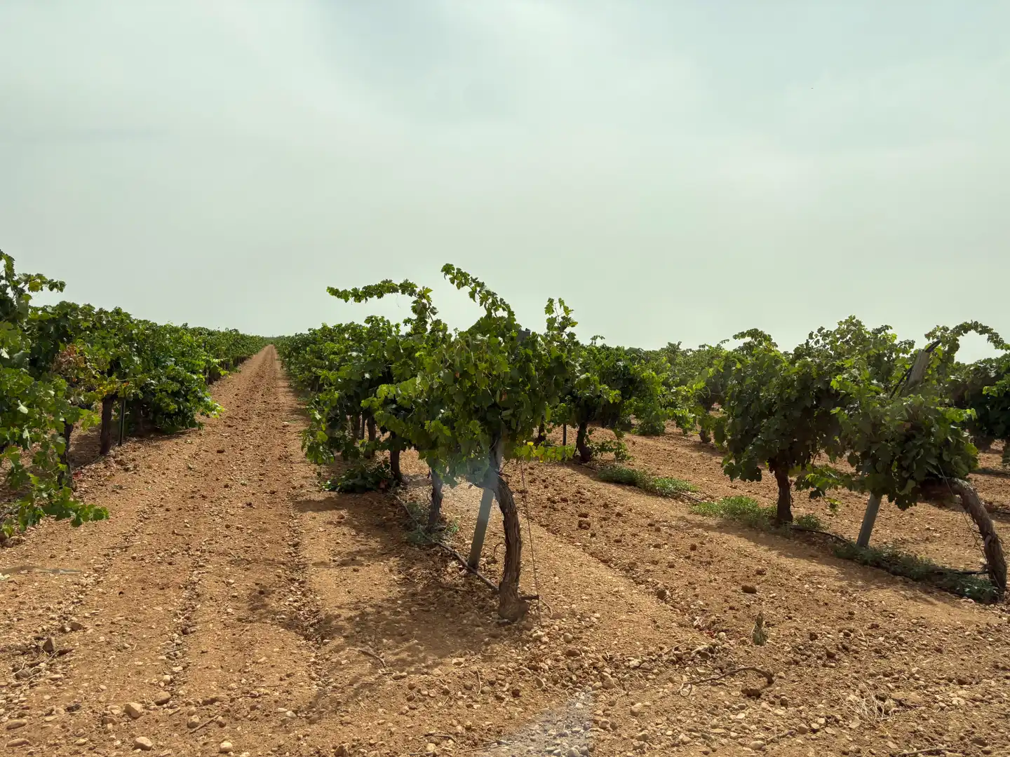 Terreno rustico in vendita a N/A, imagen 21