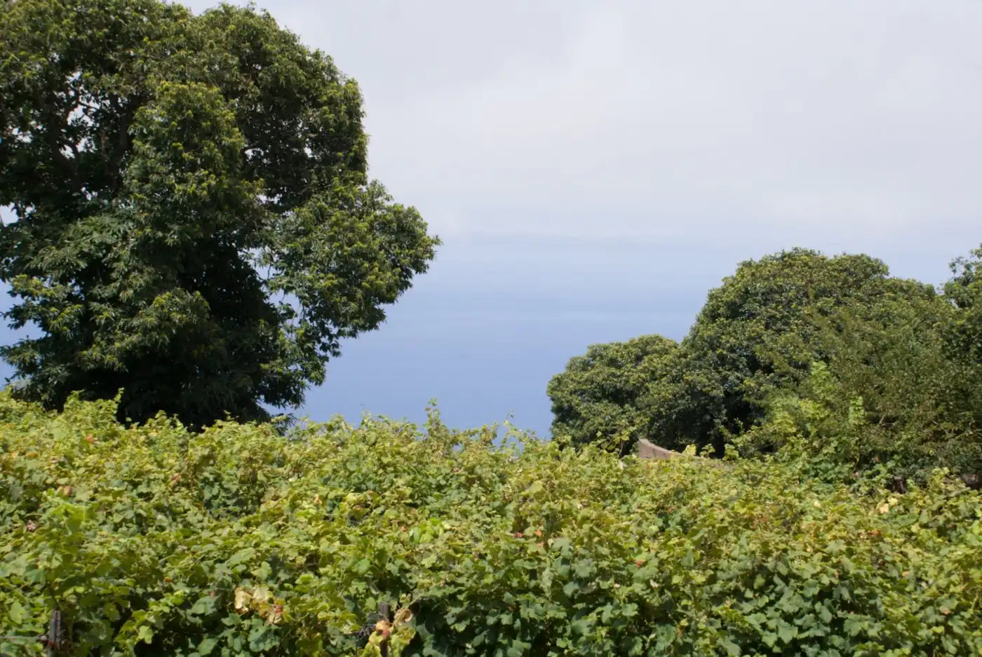 Jardí de Terreny en venda en El Sauzal