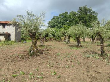 Terreno rústico en venta en Jarandilla de la Vera