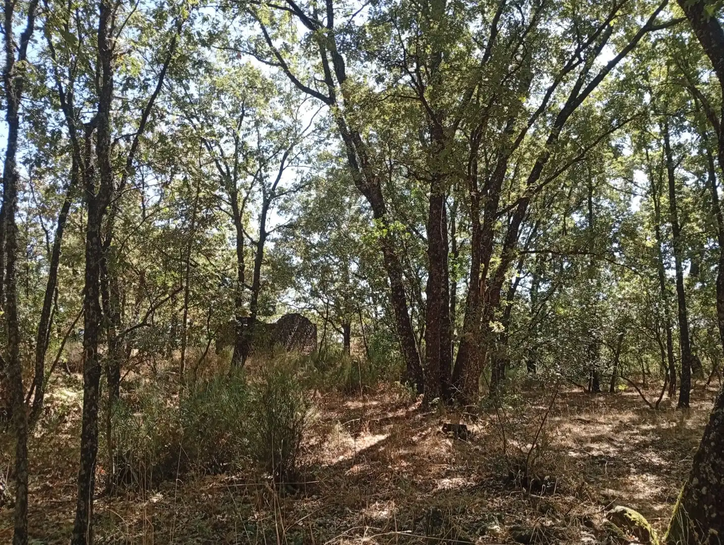 Terreni e lotti in vendita a Villanueva de la Vera, imagen 93