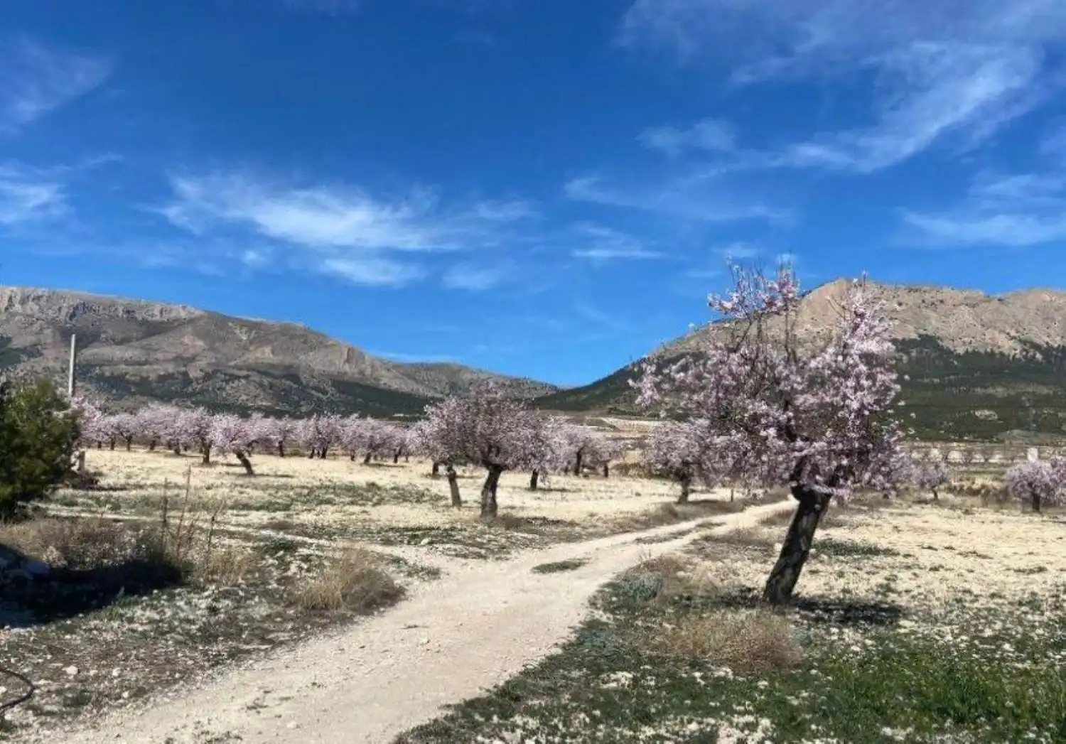 Vista exterior de Finca rústica en venta en Vélez-Rubio con Calefacción, Jardín privado y Trastero