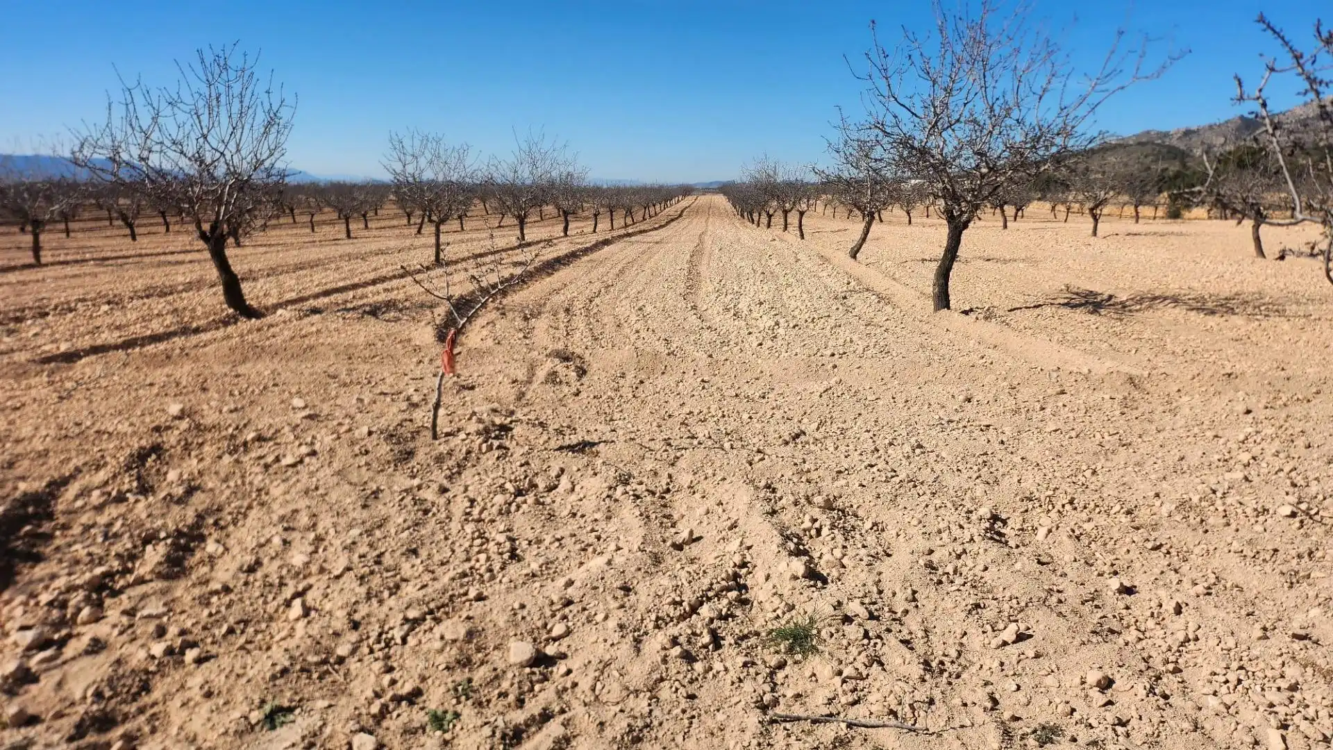 Terreno rústico en venta en Jumilla