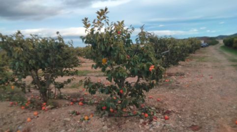 Foto 2 de Terreno en venta en Parque de la Bombilla, Llíria