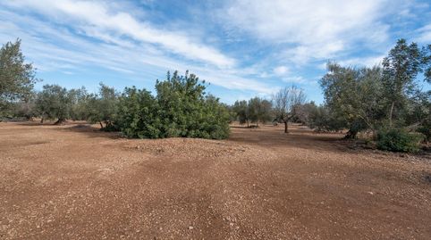 Finca rústica plana con olivos, almendros y algarrobos, imatge 3