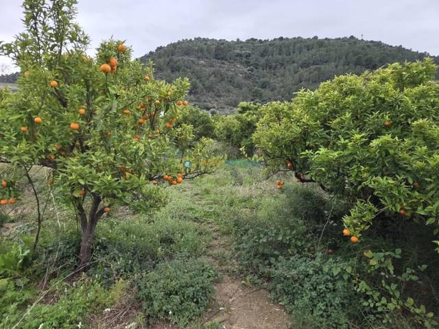 Terreno en Venta en Rafelcofer