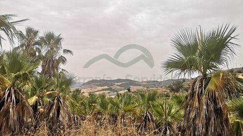 Parcela con 6.000 palmeras, 1,9 Ha. Nave 300mts, immagine 5