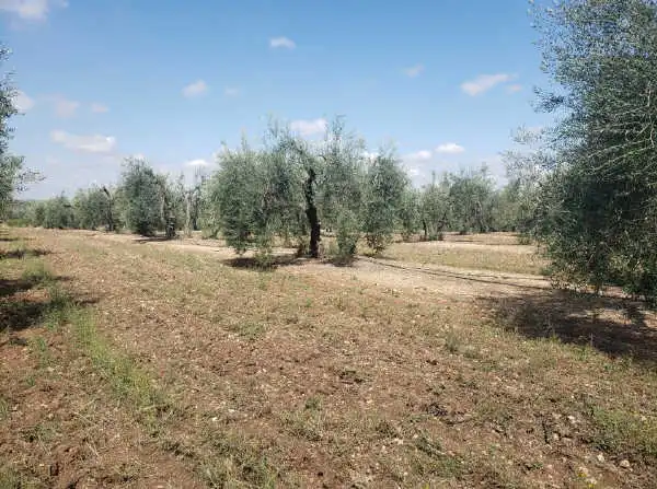 Rural land for sale in Arahal, imagen 4