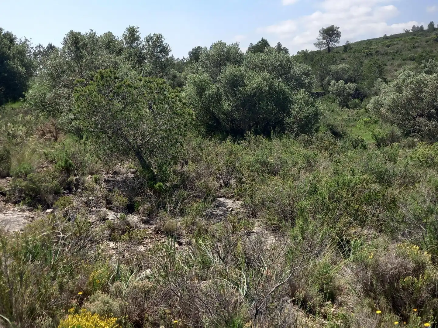 Terreny rústic en venda a Miravet, imagen 18