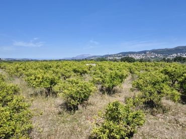 Terrain résidentiel à vendre à Tormos