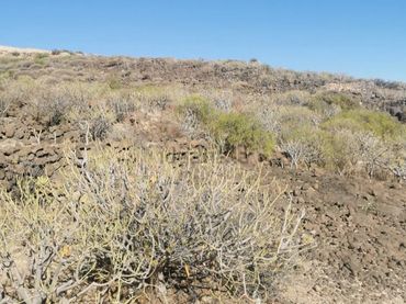Terreny rústic en venda a Carretera Güimar-Arafo