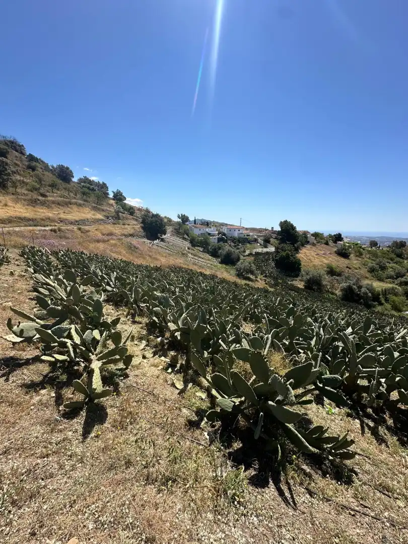 Terreni e lotti in vendita a Vélez-Málaga ciudad, imagen 2