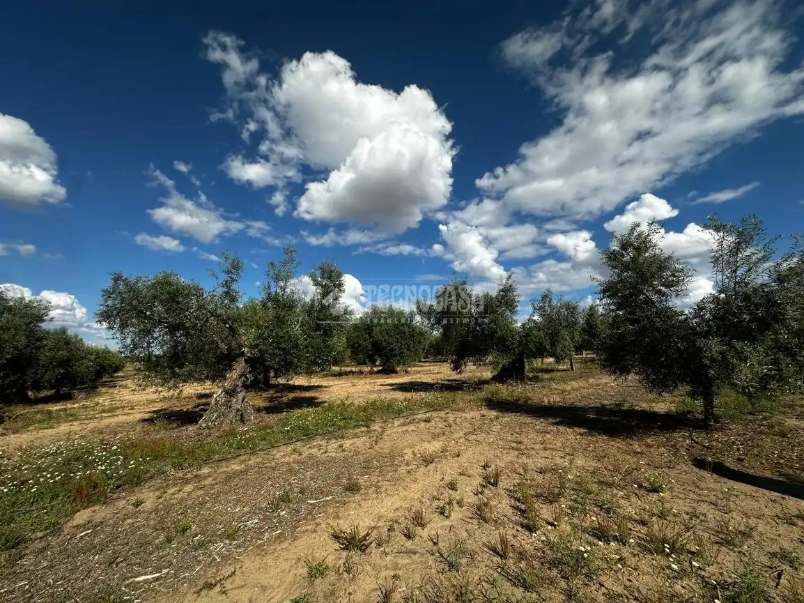 Land for sale in Guareña