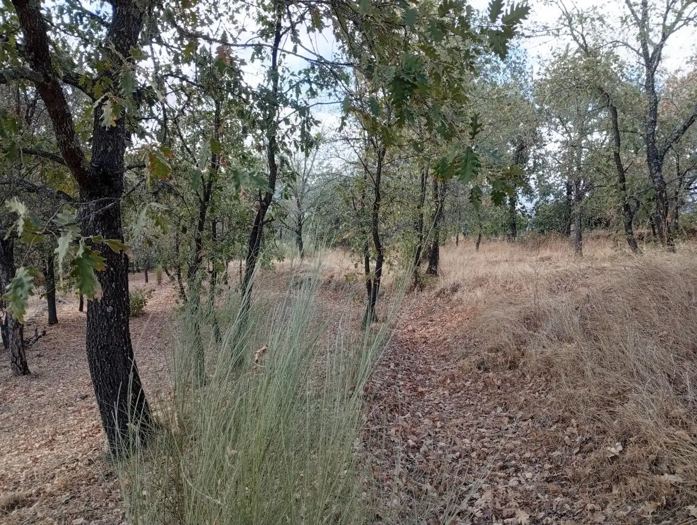 Terreni e lotti in vendita a Villanueva de la Vera, imagen 50