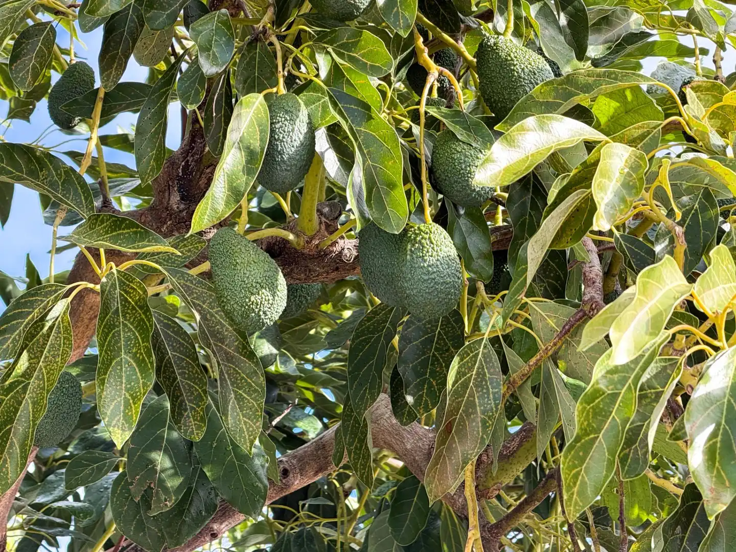 Jardí de Finca rústica en venda en Los Guájares amb Terrassa i Traster