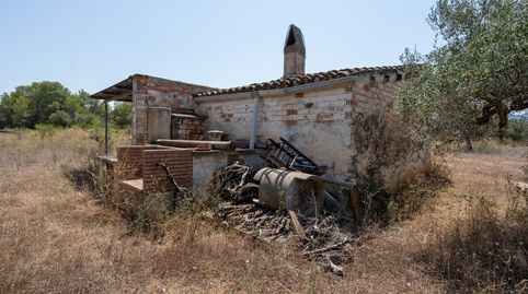 Gran finca de olivos y pinos con agua de riego, immagine 3