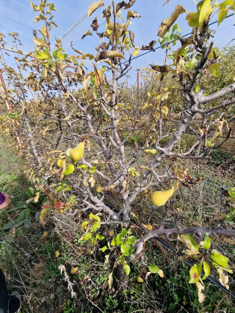 Maison rustique avec jardin à vendre à Cogollos de la Vega, imagen 30