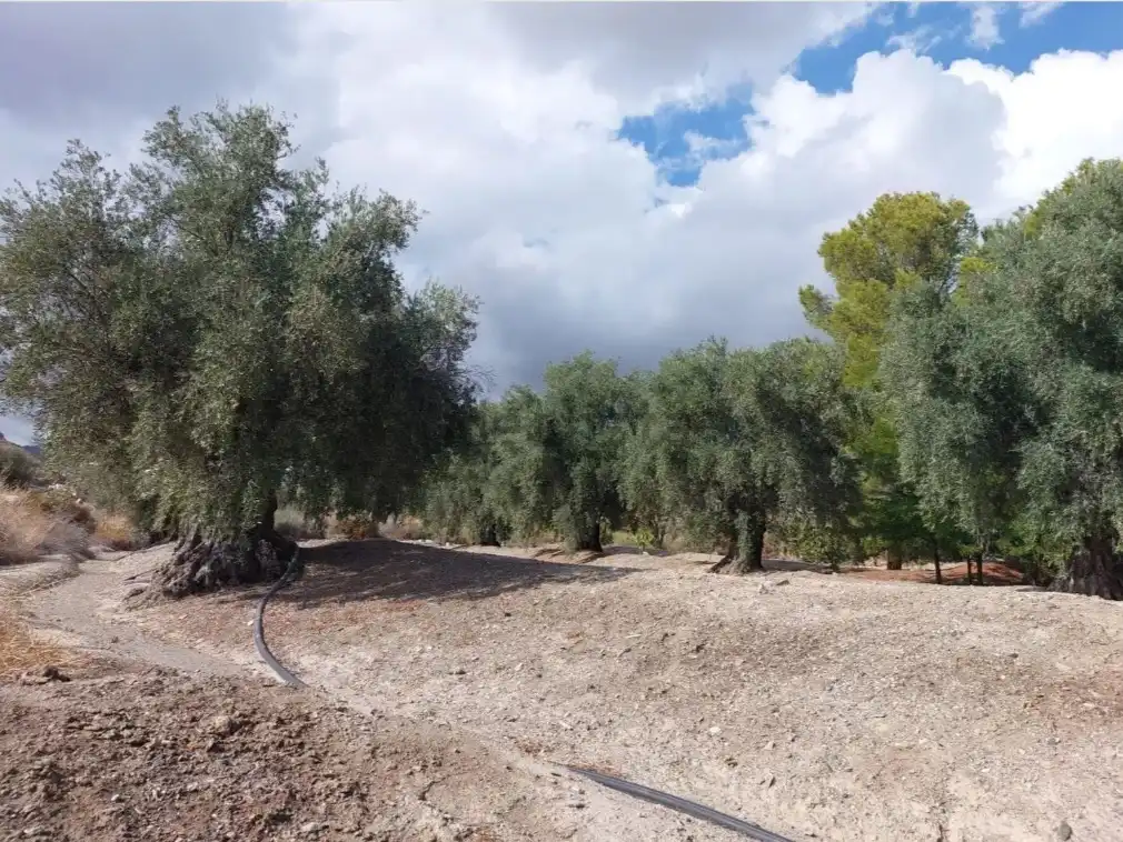 Finca rústica en venta en Partaloa, Almería