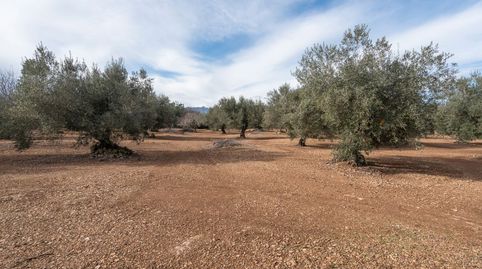 Finca rústica plana con olivos, almendros y algarrobos, imatge 4