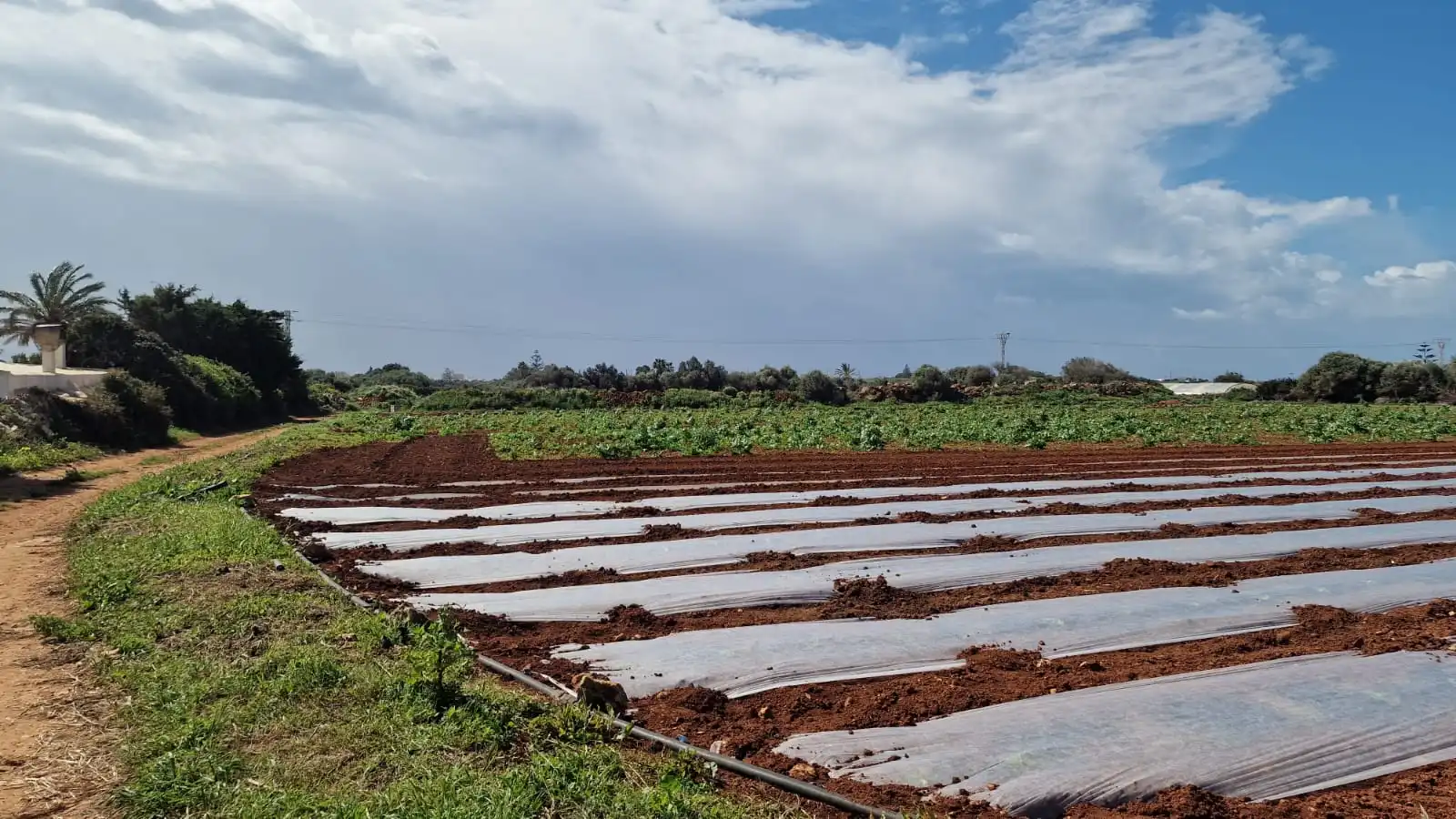 Rural land for sale in Ciutadella, imagen 3