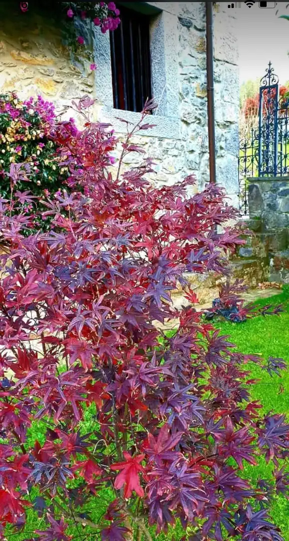 Maison avec jardin à vendre à Posada - Barro, imagen 41