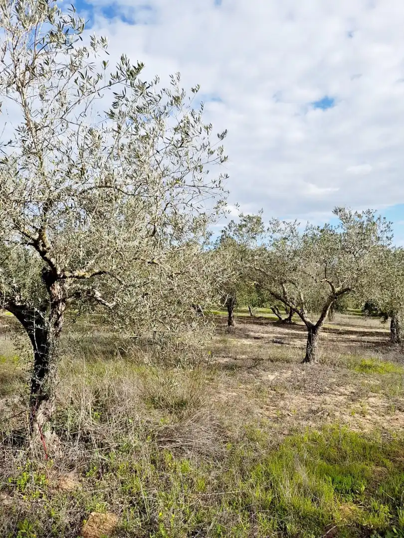 Terreni e lotti in vendita a El Retiro - Parque Atlántico - Ronda este, imagen 9