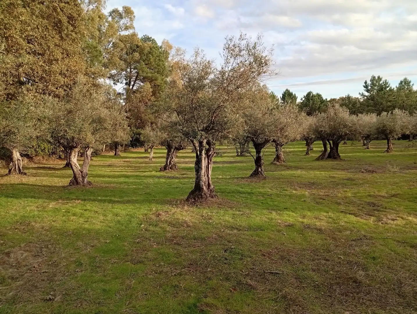 Terreni e lotti in vendita a Villanueva de la Vera, imagen 11