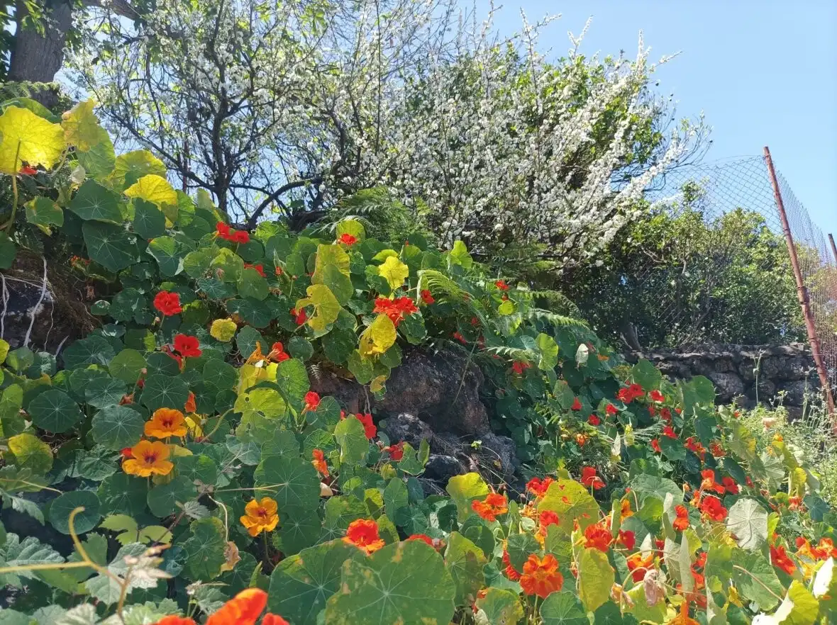Jardí de Finca rústica en venda en La Orotava amb Terrassa