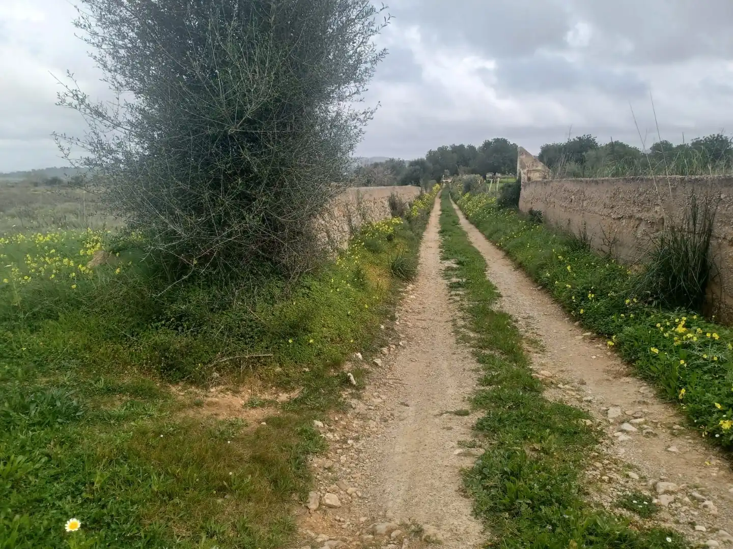 Rural land for sale in Felanitx Poble, imagen 5