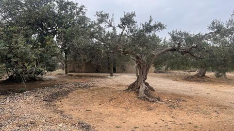 Foto 4 de Finca rústica en venda a  Polígono 81 Parcela 6 Ulldellops. L'ampolla (tarr, 81, L'Ampolla, Tarragona
