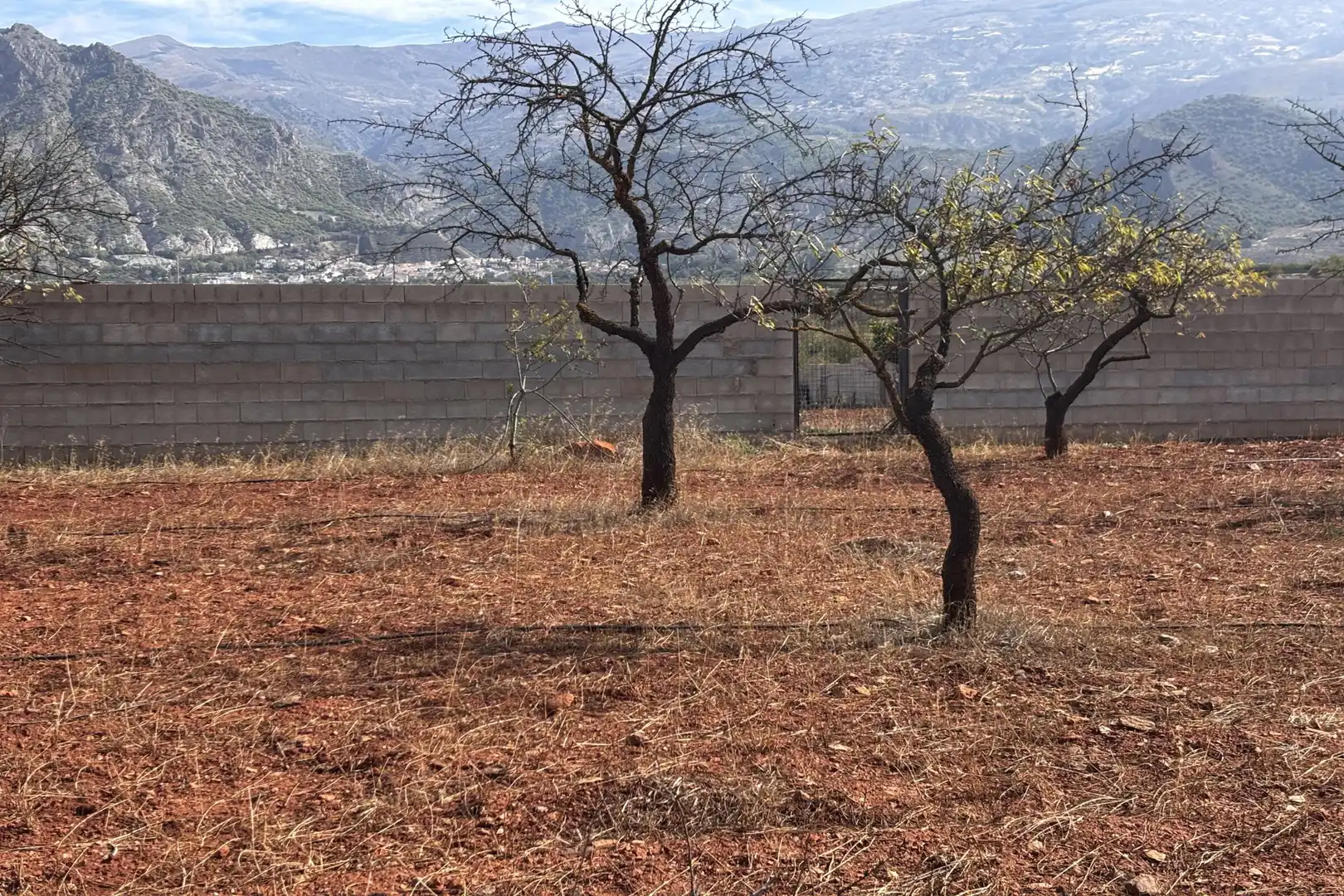 Rural land for sale in Nigüelas, imagen 6