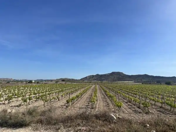 Rural land for sale in Novelda