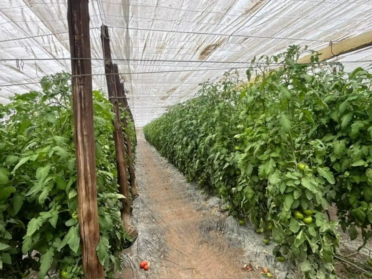 Terreny rústic en venda a Níjar pueblo, imagen 16