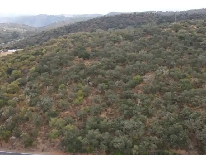 Terreno en venta en Zalamea la Real