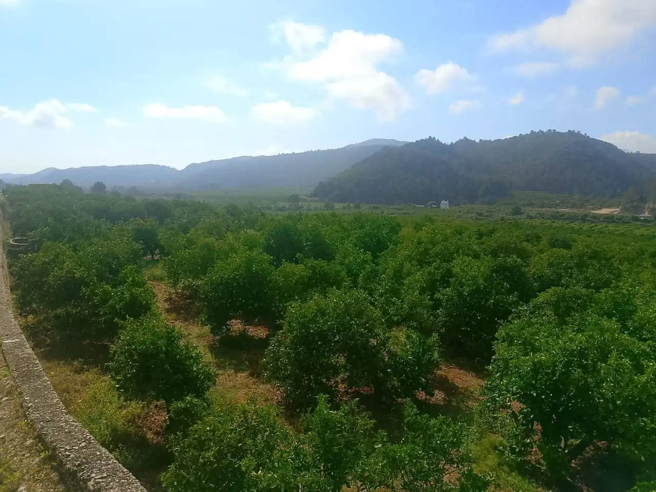 Land for sale in L'Atzúbia