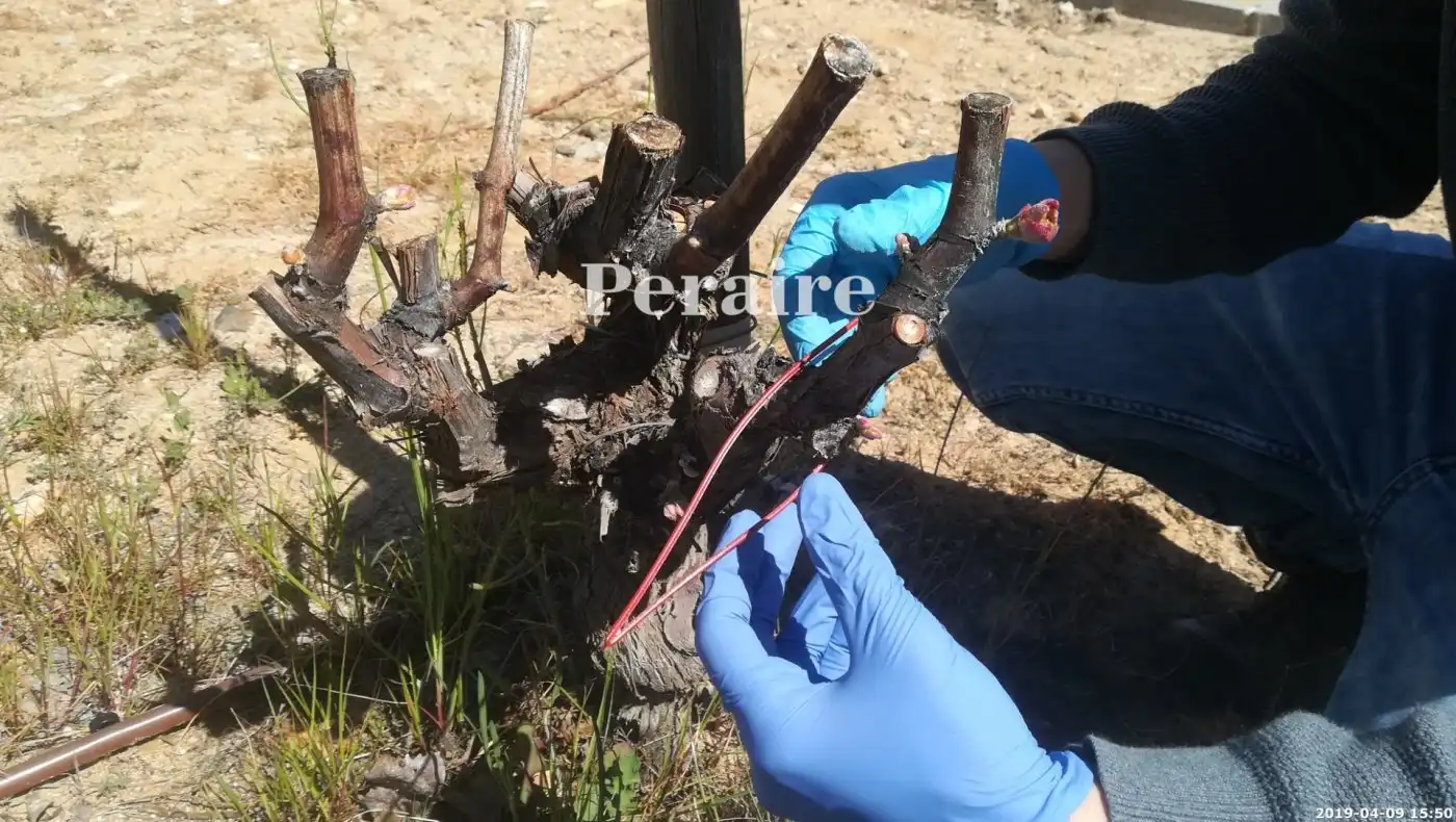 Jardín de Terreno en venta en Falset