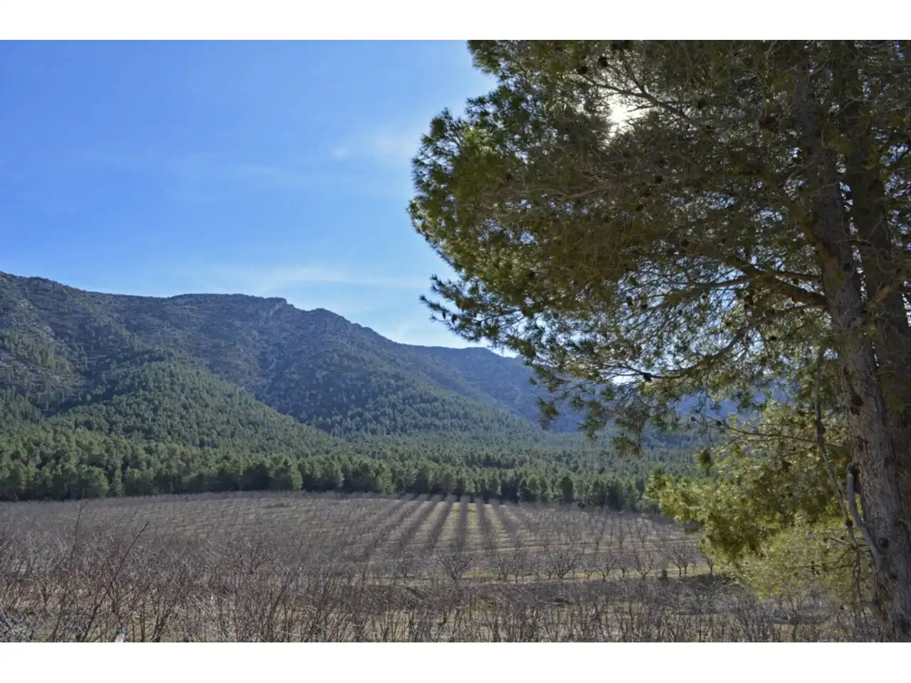 Lands and plots for sale in Pasaje Rincones y Sierra Espuña, imagen 14
