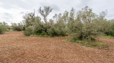 Foto 4 de Terreno en venta en N/a, -1, Mas de Barberans, Tarragona