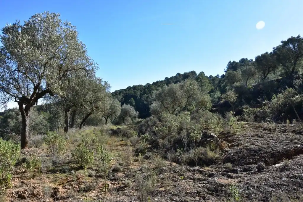 Finca rústica en venda en Arens de Lledó