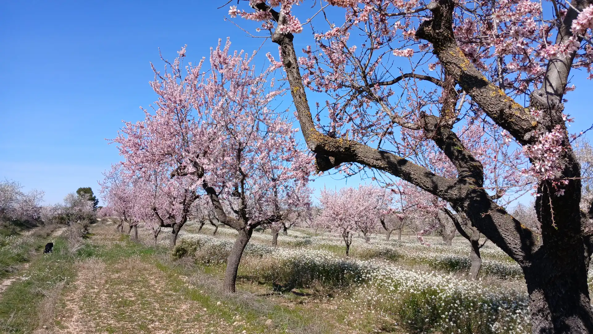 Terreni e lotti in vendita a Valderrobres, imagen 4