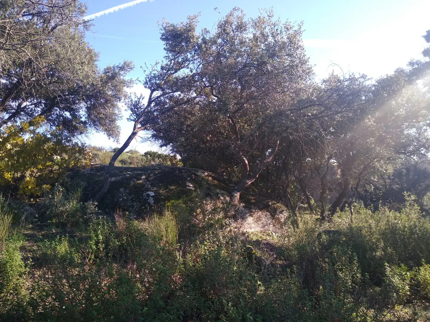Rural land for sale in Cadalso de los Vidrios, imagen 23
