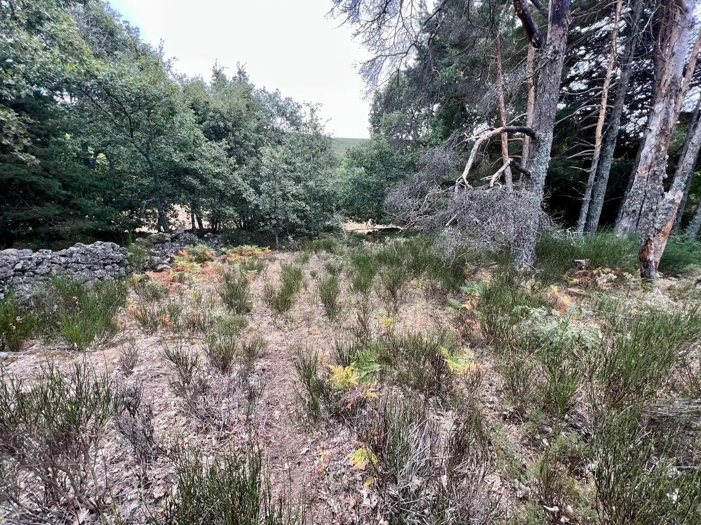 Grundstücke zum Verkauf in Piornal