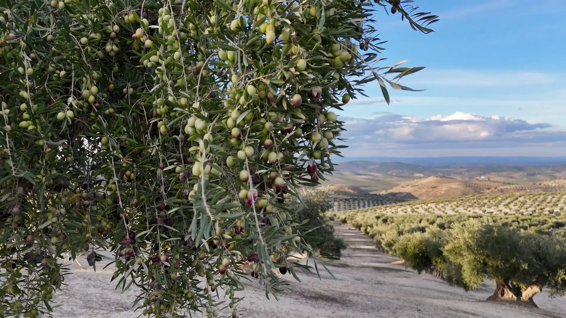 Jardín de Terreno en venta en Torredelcampo