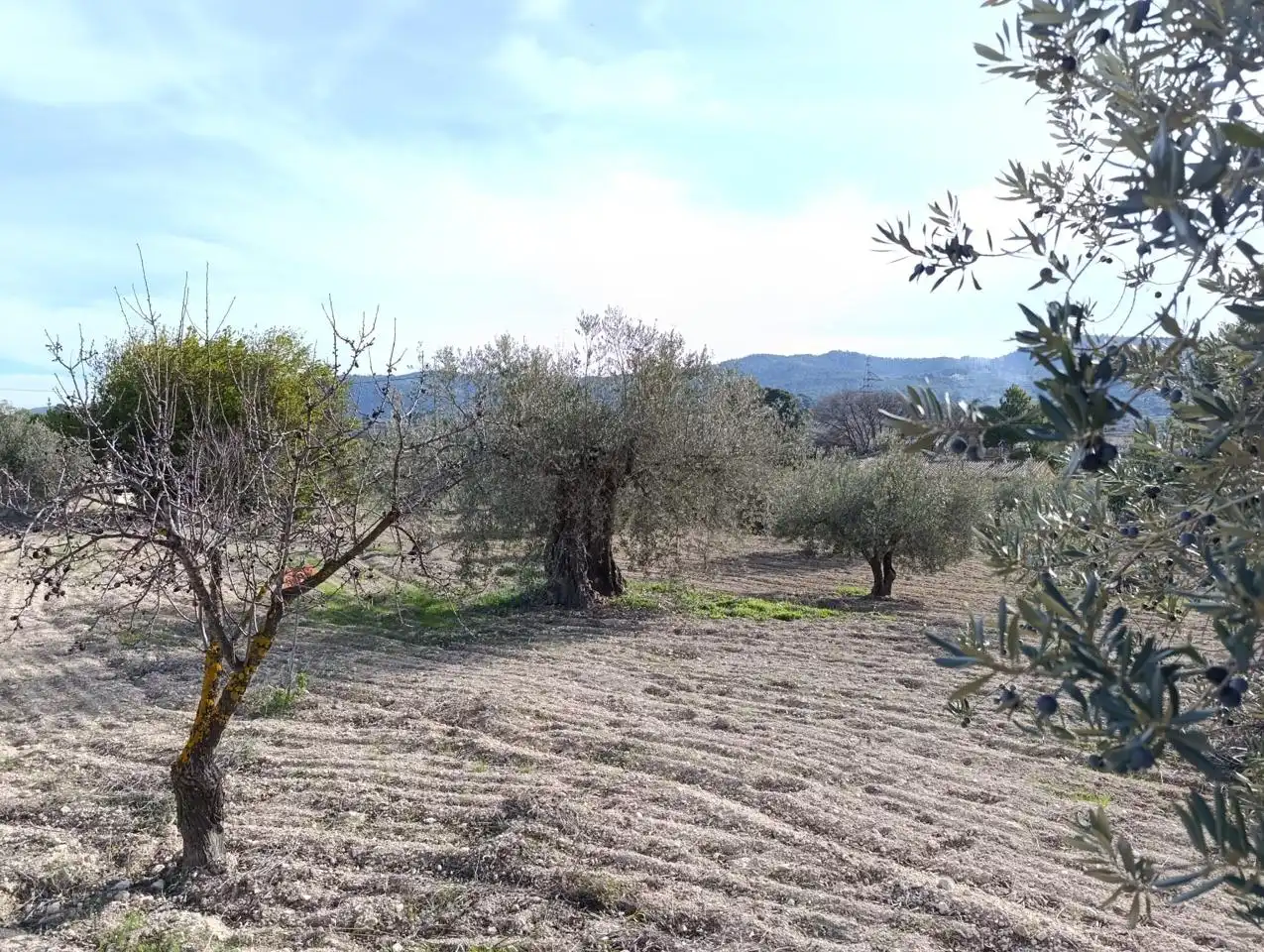 Finca rústica en venta en Ibi