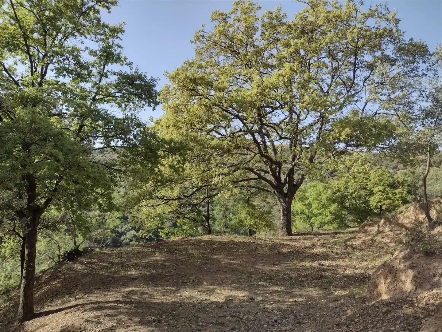 Land for sale in Benadalid