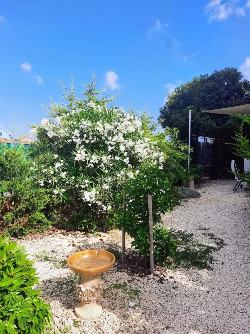 Jardí de Casa o xalet en venda en Torrevieja amb Aire condicionat, Jardí privat i Terrassa