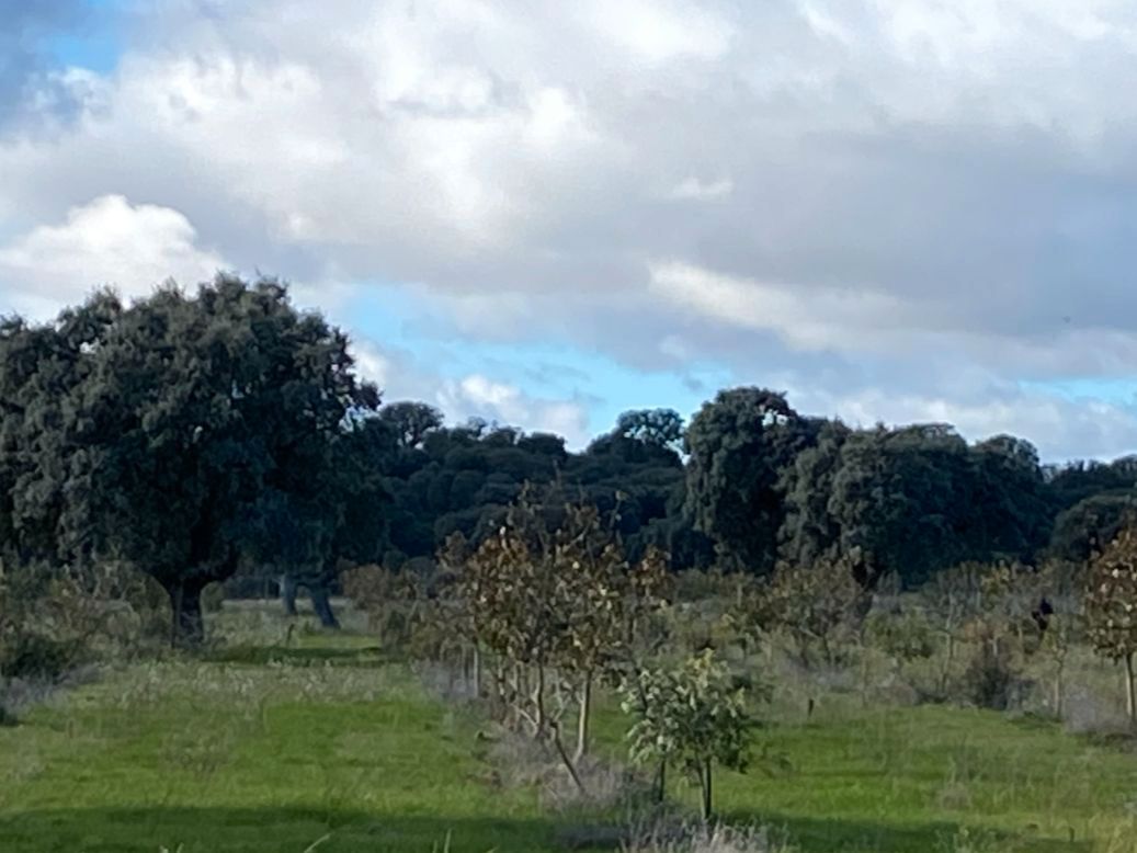 Land for sale in Santa Cristina de la Polvorosa