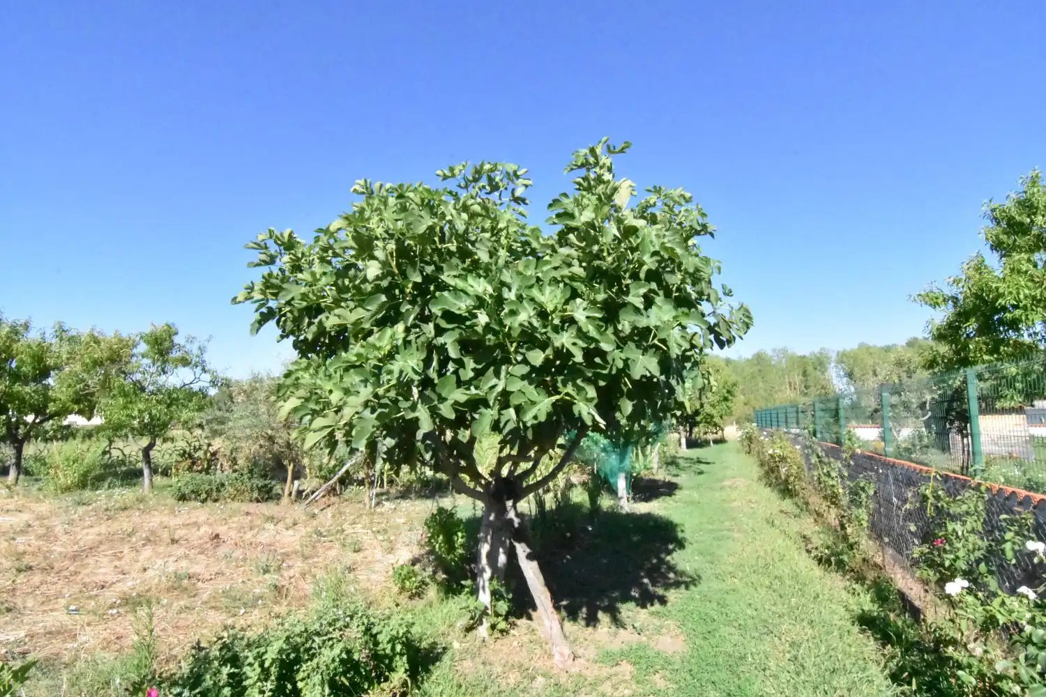 Jardín de Finca rústica en venta en Ciudad Rodrigo