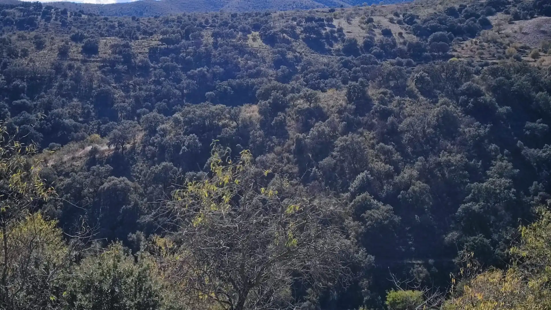 Land for sale in Alcudia de Monteagud