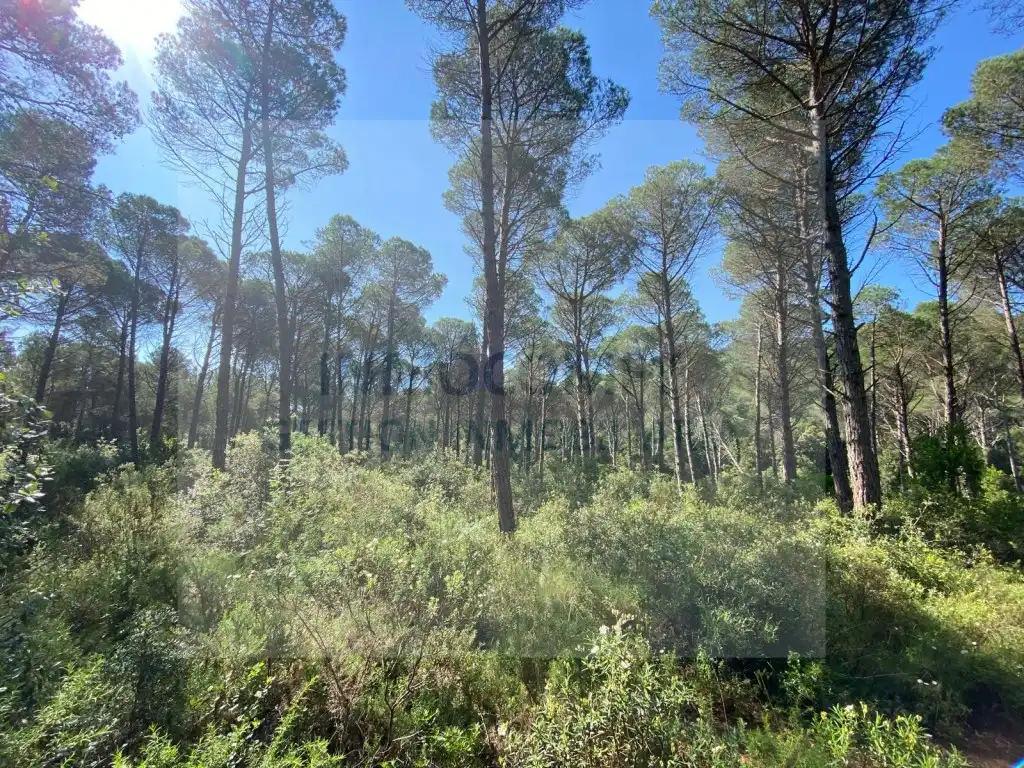 Land for sale in Pals